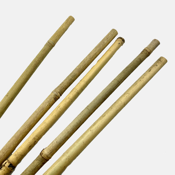 Tutores de bambú natural diámetro 15/22 mm  Alto: 120 cm. Pack de 5 unidades